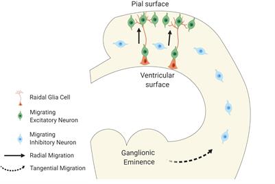 Prenatal Environment That Affects Neuronal Migration